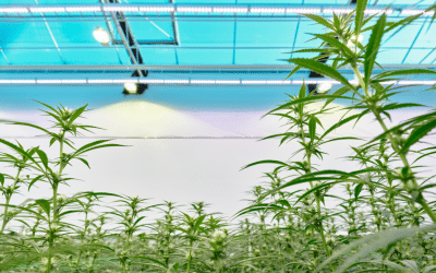 Impressive export numbers and a “series A” investment: the Danish cannabis industry reaches a new level